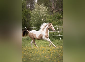 Paint Horse, Mare, 5 years, 15 hh, Champagne