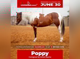 Paint Horse, Mare, 5 years, 15 hh