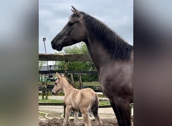 Paint Horse, Stute, 5 Jahre, 15 hh, Grullo