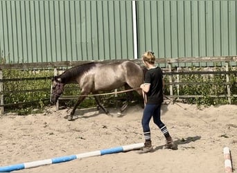 Paint Horse, Mare, 5 years, 15 hh, Grullo