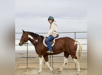 Paint Horse, Mare, 5 years, 15 hh, Tobiano-all-colors