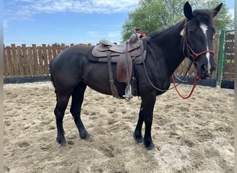 Paint Horse, Mare, 5 years, 15,1 hh, Black