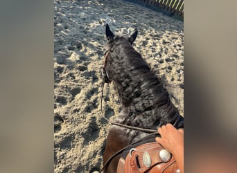 Paint Horse, Mare, 5 years, 15,1 hh, Black