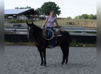 Paint Horse, Mare, 5 years, 15,1 hh, Black