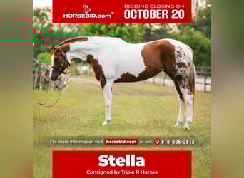 Paint Horse, Mare, 5 years, 16,1 hh, Tobiano-all-colors