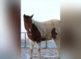 Paint Horse, Mare, 6 years, 13.3 hh, Overo-all-colors