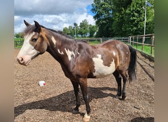 Paint Horse, Mare, 6 years, 13.3 hh, Overo-all-colors