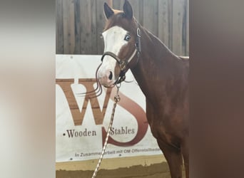 Paint Horse, Mare, 6 years, 14,1 hh, Sorrel