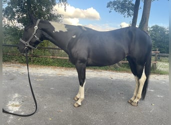 Paint Horse, Mare, 6 years, 14,2 hh, Black