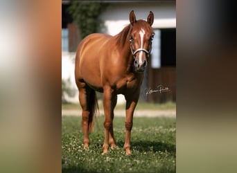 Paint Horse, Mare, 6 years, 14.2 hh, Chestnut-Red