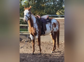 Paint Horse, Mare, 6 years, 14,2 hh, Overo-all-colors