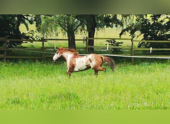 Paint Horse, Mare, 6 years, 14,2 hh, Overo-all-colors