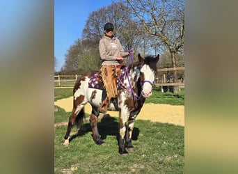 Paint Horse Mix, Mare, 6 years, 14.3 hh, Pinto