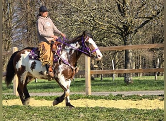 Paint Horse Mix, Mare, 6 years, 14.3 hh, Pinto