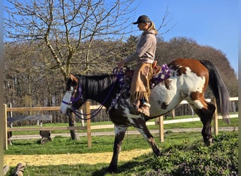Paint Horse Mix, Mare, 6 years, 14.3 hh, Pinto