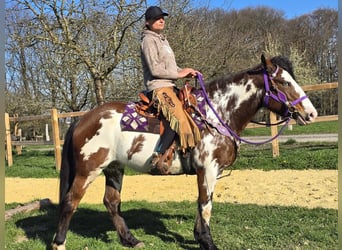 Paint Horse Mix, Mare, 6 years, 14.3 hh, Pinto