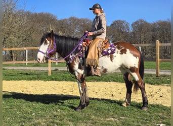 Paint Horse Mix, Mare, 6 years, 14.3 hh, Pinto