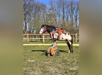 Paint Horse Mix, Mare, 6 years, 14.3 hh, Pinto