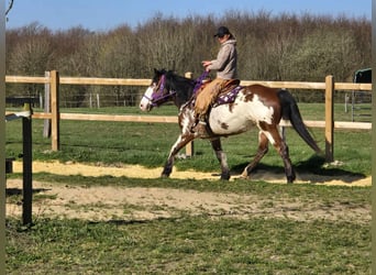 Paint Horse Mix, Mare, 6 years, 14.3 hh, Pinto