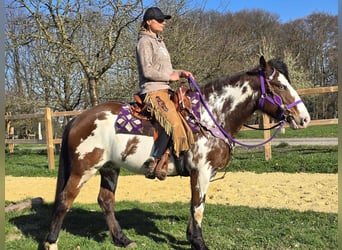 Paint Horse Mix, Mare, 6 years, 14.3 hh, Pinto