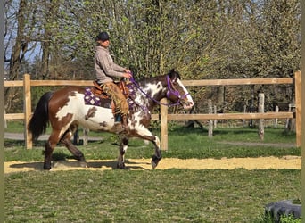 Paint Horse Mix, Mare, 6 years, 14.3 hh, Pinto
