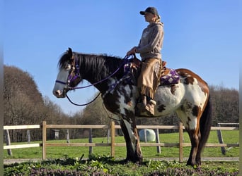 Paint Horse Mix, Mare, 6 years, 14.3 hh, Pinto