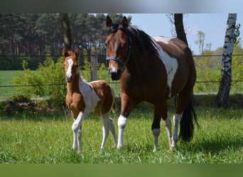 Paint Horse, Mare, 6 years, 14.3 hh, Tobiano-all-colors