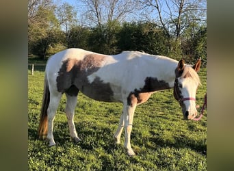Paint Horse, Mare, 6 years, 14,1 hh, Tovero-all-colors