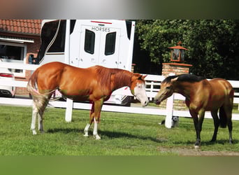 Paint Horse Mix, Mare, 6 years, 15.1 hh, Overo-all-colors