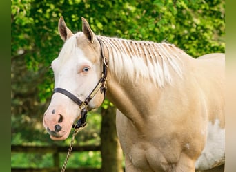 Paint Horse, Mare, 6 years, 15,2 hh, Dunalino