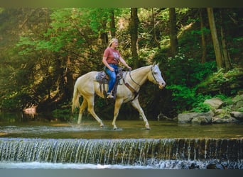 Paint Horse, Mare, 6 years, 15,2 hh, Dunalino