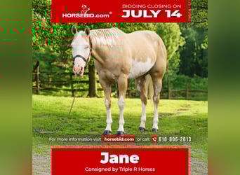 Paint Horse, Mare, 6 years, 15,2 hh, Dunalino