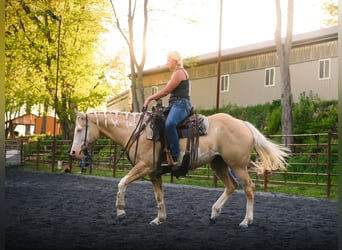 Paint Horse, Mare, 6 years, 15,2 hh, Dunalino