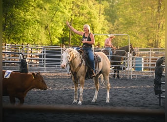 Paint Horse, Mare, 6 years, 15,2 hh, Dunalino