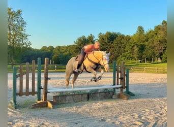 Paint Horse, Mare, 6 years, 15,2 hh, Dunalino