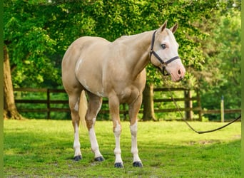 Paint Horse, Mare, 6 years, 15,2 hh, Dunalino