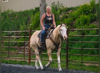 Paint Horse, Mare, 6 years, 15,2 hh, Dunalino