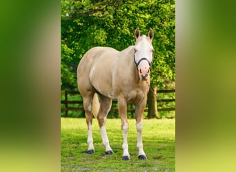 Paint Horse, Mare, 6 years, 15,2 hh, Dunalino