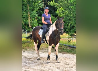 Paint Horse Mix, Mare, 6 years, 16.1 hh, Pinto