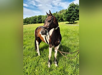 Paint Horse Mix, Mare, 6 years, 16.1 hh, Pinto