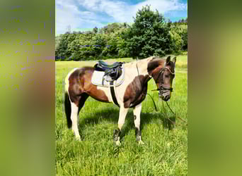 Paint Horse Mix, Mare, 6 years, 16.1 hh, Pinto