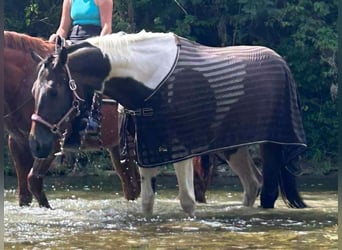 Paint Horse Mix, Mare, 6 years, 16.1 hh, Pinto