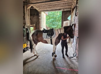 Paint Horse Mix, Mare, 6 years, 16.1 hh, Pinto