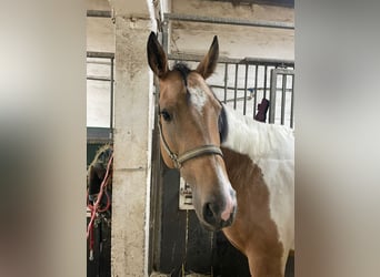Paint Horse, Mare, 6 years, 16 hh, Buckskin