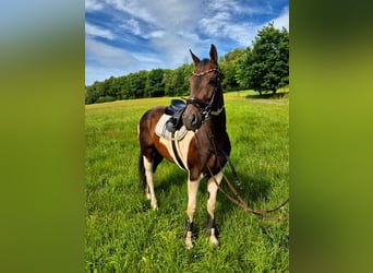 Paint Horse Mix, Mare, 6 years, 16,1 hh, Pinto