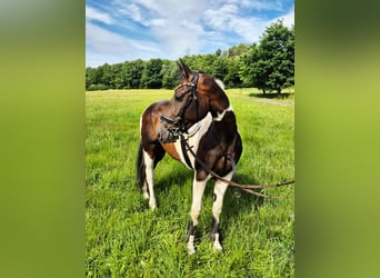 Paint Horse Mix, Mare, 6 years, 16,1 hh, Pinto