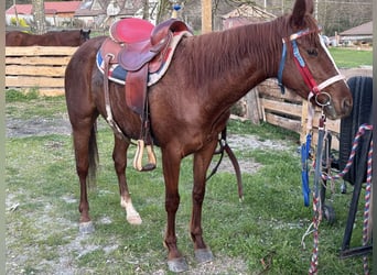 Paint Horse, Mare, 6 years, Chestnut-Red