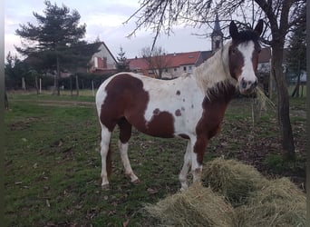 Paint Horse, Mare, 6 years, Tovero-all-colors