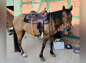 Paint Horse, Mare, 7 years, 14,2 hh, Dun