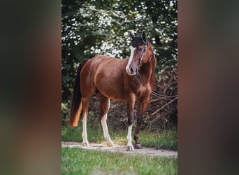 Paint Horse, Mare, 7 years, 14,2 hh, Overo-all-colors